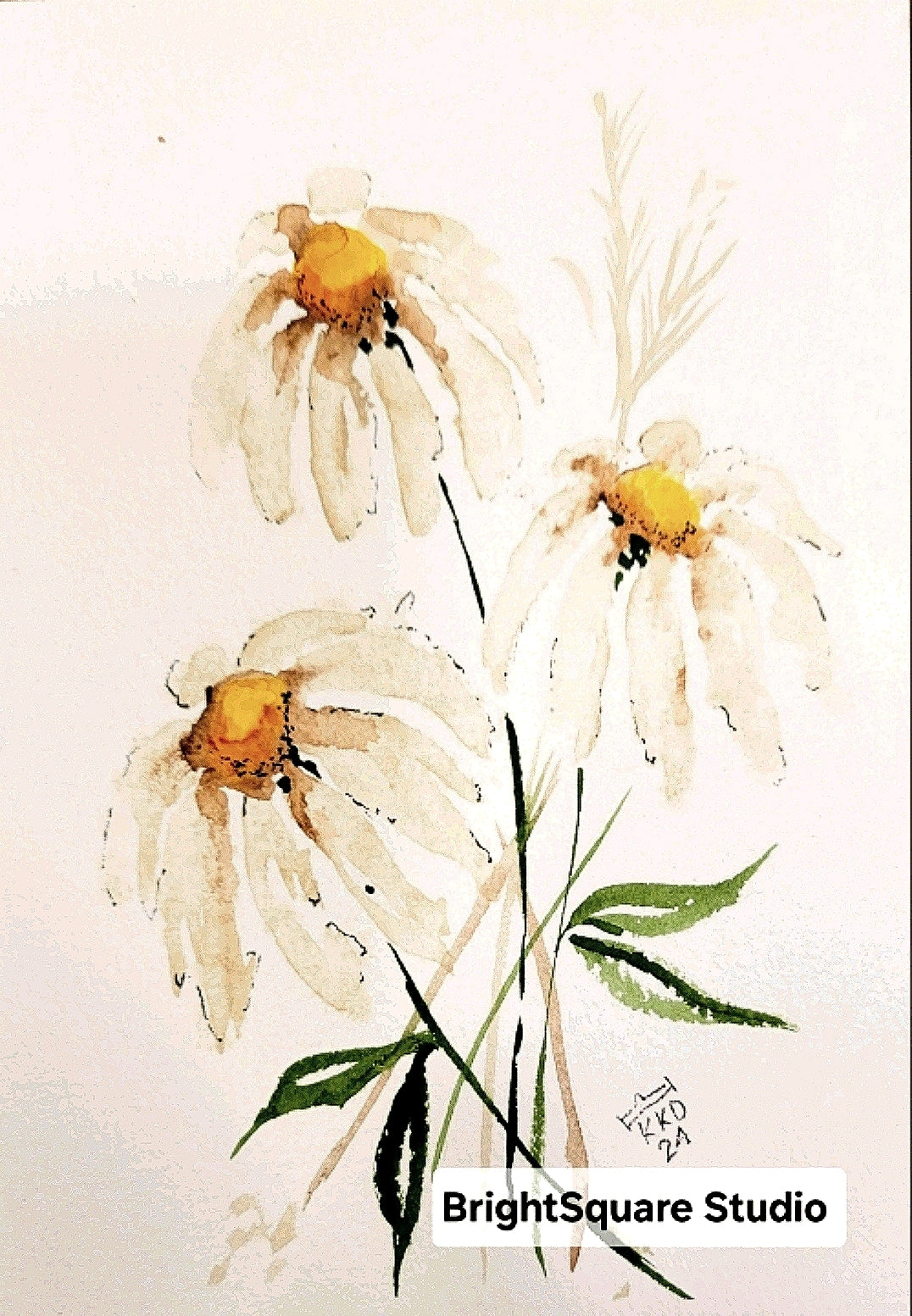 Coneflowers